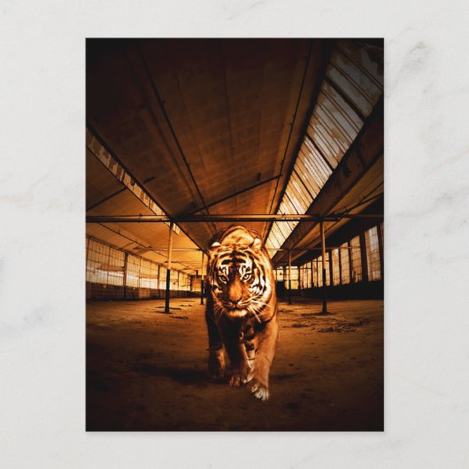 都市虎 ポストカード (正面)