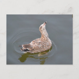 配布待ちのカモメ ポストカード