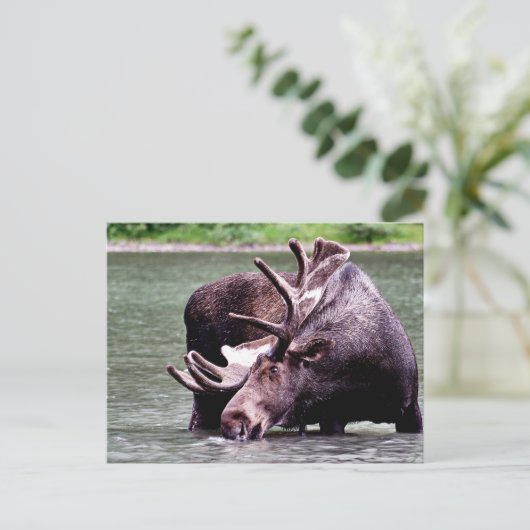 酒を飲む ポストカード (スタンド正面)