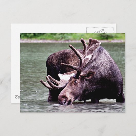 酒を飲む ポストカード (正面/裏面)