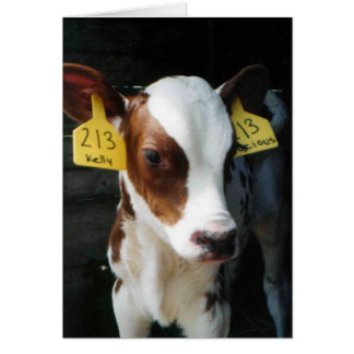 酪農場の子牛の子牛のベビーは農場のケリーの写真を脅かします