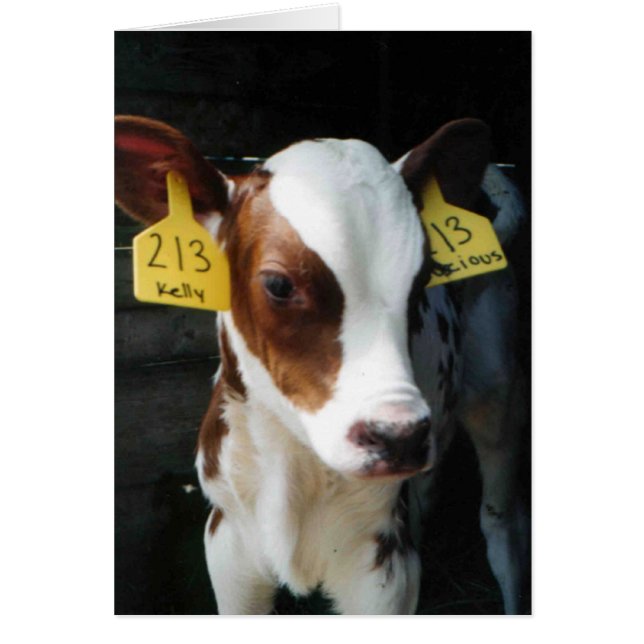 酪農場の子牛の子牛のベビーは農場のケリーの写真を脅かします (正面)