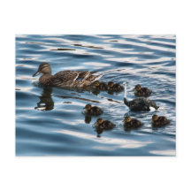 醜いアヒルの葉書