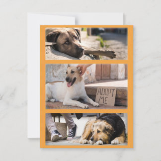 里親募集を待つ野良犬 ポストカード