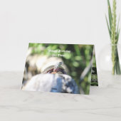 野おもしろい生の老亀 カード (裏面)