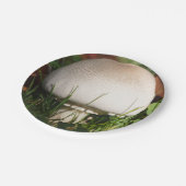 野きのこ ペーパープレート (アングル)