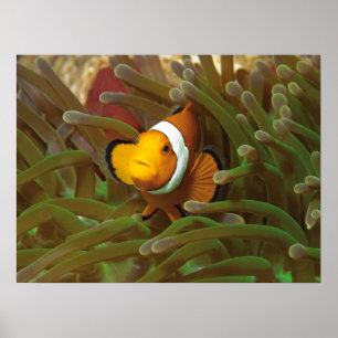 野だの魚は緑色のアネモネ。コラルリーフラジャアンパット   ポスター