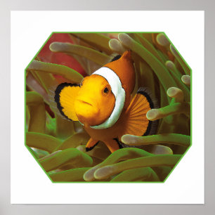 野だの魚は緑色のアネモネ。写真デザイン   ポスター