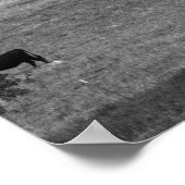 野で草食する牛の白黒風景|過去記事 ポスター (角)