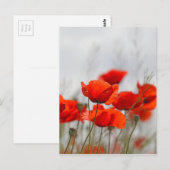 野にポピーの花。 ポストカード (正面/裏面)