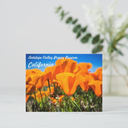 野に咲く美しいオレンジ色のポピーの花 ポストカード (スタンド正面)