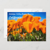 野に咲く美しいオレンジ色のポピーの花 ポストカード (正面/裏面)