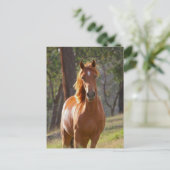 野に広がるゴージャスな栗色の馬 ポストカード (スタンド正面)