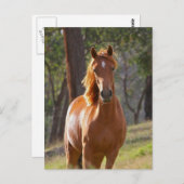 野に広がるゴージャスな栗色の馬 ポストカード (正面/裏面)