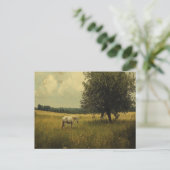 野に放牧する白馬 ポストカード (スタンド正面)