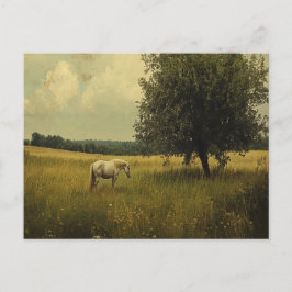 野に放牧する白馬 ポストカード