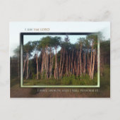 野の木々 ポストカード (正面)