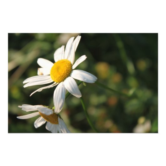 野の白いデイジーの花 フォトプリント            (正面)