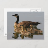野ガモ家族 ポストカード (正面/裏面)
