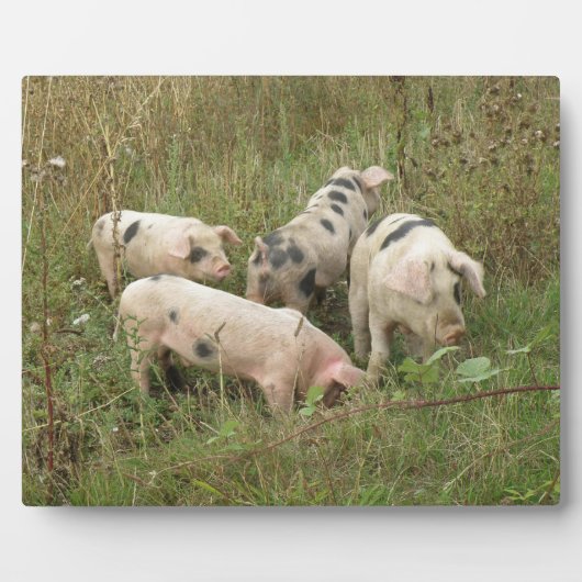 野プラークの豚 フォトプラーク (正面)