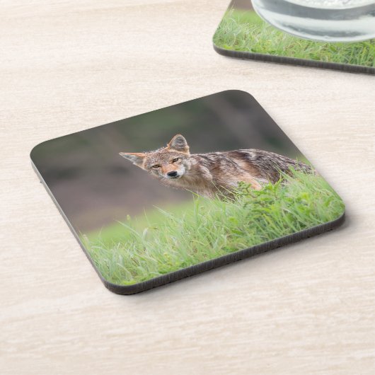 野原で凝視する茶色のコヨーテ コースター (左側)