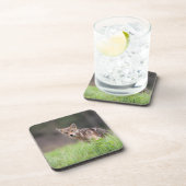 野原で凝視する茶色のコヨーテ コースター (右側)