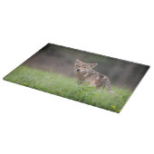 野原で見つめるブラウン・コヨーテの写真 カッティングボード (角)