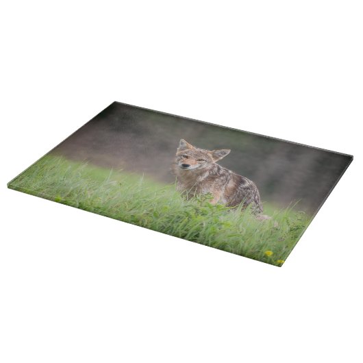 野原で見つめるブラウン・コヨーテの写真 カッティングボード (角)