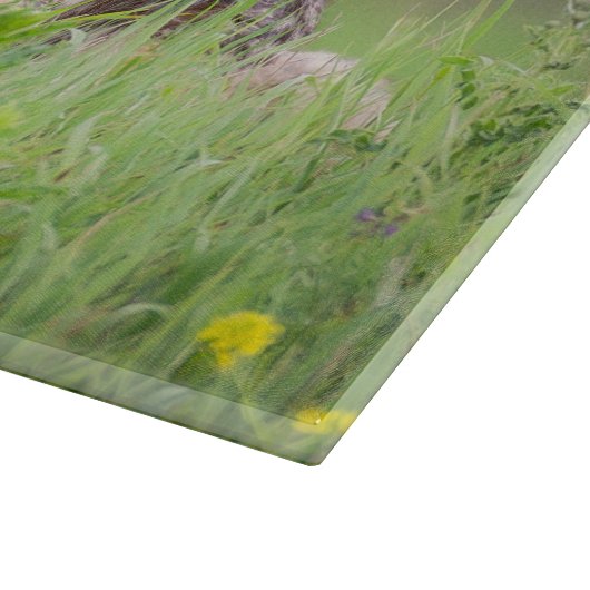 野原で見つめるブラウン・コヨーテの写真 カッティングボード (角)