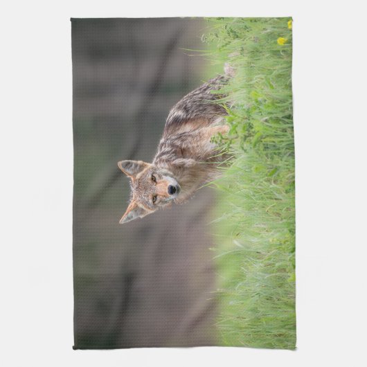 野原で見つめるブラウン・コヨーテの写真 キッチンタオル (縦)