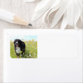 野原のベルネーゼ山犬 ラベル (インサイチュ)