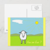 野原の羊 ポストカード (正面/裏面)