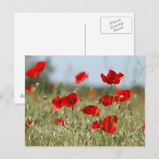 野原の赤いケシ ポストカード (正面/裏面)