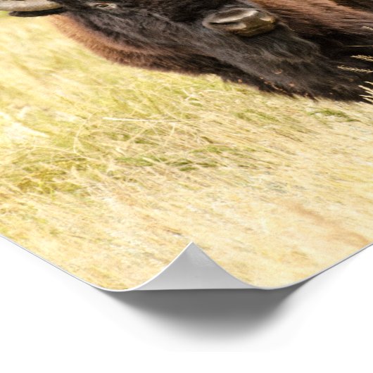 野原の野牛 ポスター (角)