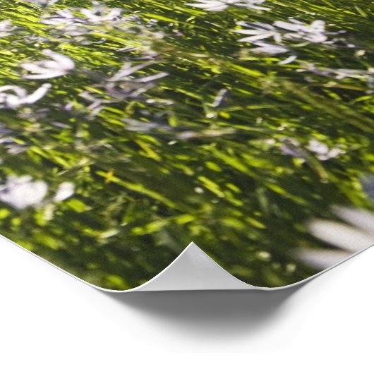 野原の野草 ポスター (角)