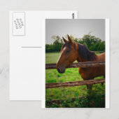 野原の馬/アンシュヴァルダンルプレ ポストカード (正面/裏面)