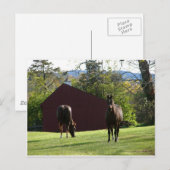 野原の馬 ポストカード (正面/裏面)
