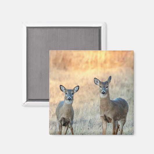 野原の鹿 マグネット (正面/裏面)