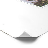 野原または牧草地チクウィード – Cerastium arvense ポスター (角)