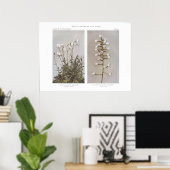 野原または牧草地チクウィード – Cerastium arvense ポスター (ホームオフィス)