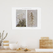 野原または牧草地チクウィード – Cerastium arvense ポスター (キッチン)