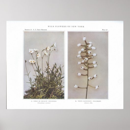 野原または牧草地チクウィード – Cerastium arvense ポスター (正面)