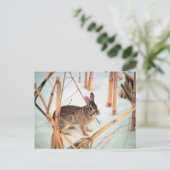 野外うさぎ ポストカード (スタンド正面)