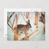 野外うさぎ ポストカード (正面/裏面)