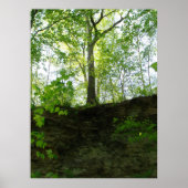 野外の木のポスター ポスター (正面)