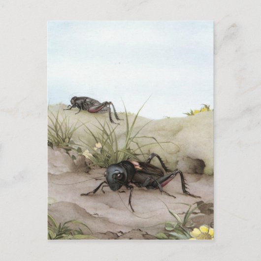 野外クリケット ポストカード (正面)