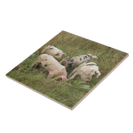 野外豚 タイル (側面)