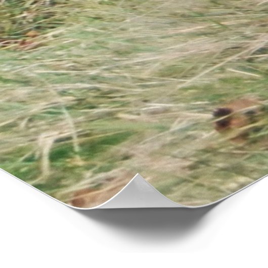 野性キジ兄弟 ポスター (角)