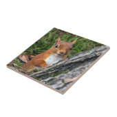 野性生物のアカリス タイル (側面)