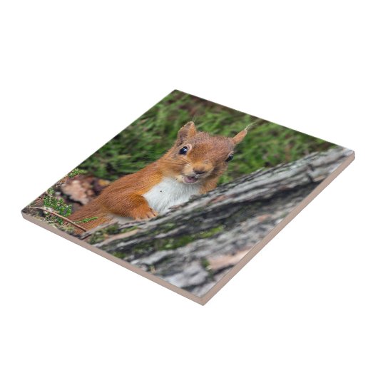 野性生物のアカリス タイル (側面)